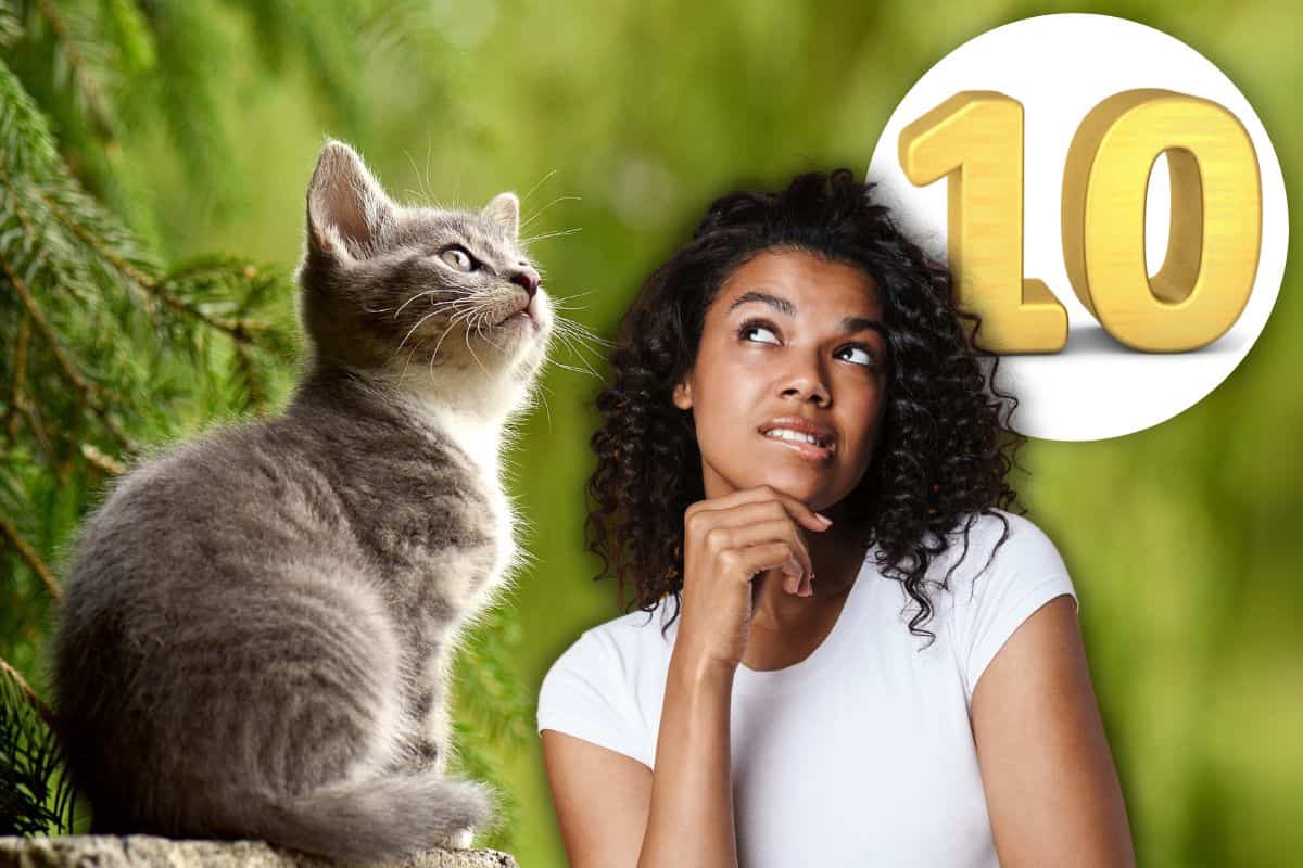 Dieci cose da sapere prima di adottare un gatto
