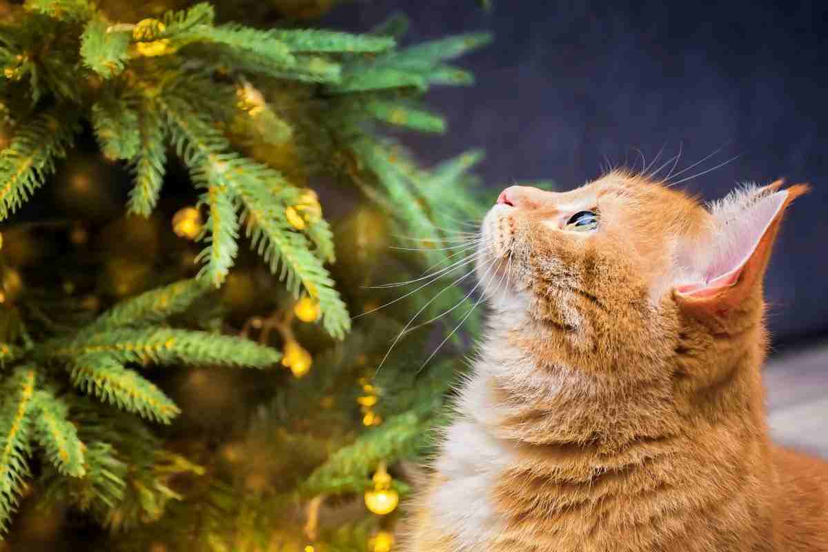 albero di Natale e gatto come non rovinarlo