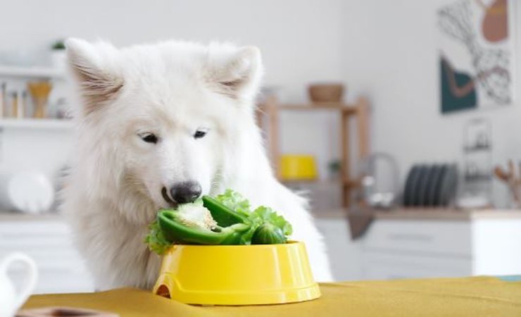 alimentazione vegana per animali fa bene?