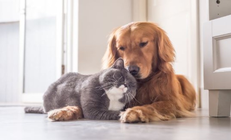 cani e gatti vivono bene insieme?