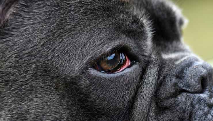 Cherry eye (occhio a ciliegia) nel cane: cos'è e come curarlo