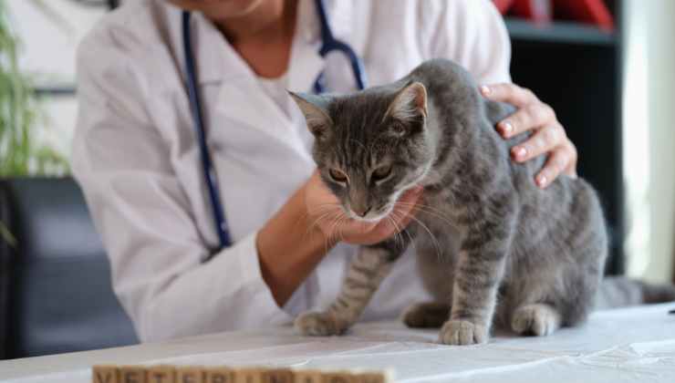 Sintomi, cura e prevenzione dell'influenza felina