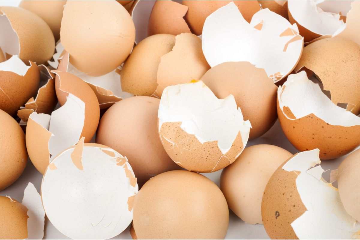 riutilizzare i gusci d'uovo