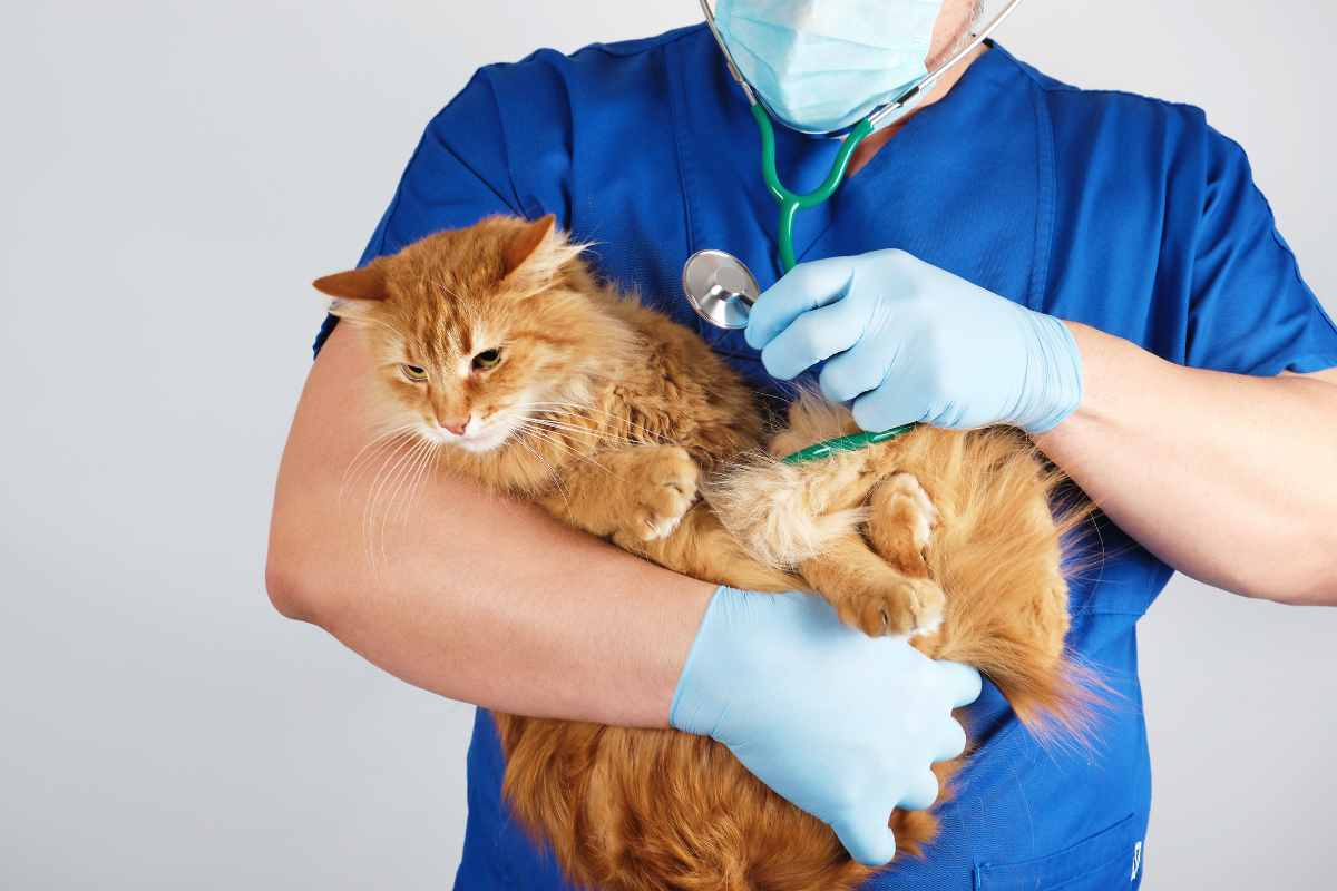 Influenza felina: come riconoscerla e gestirla