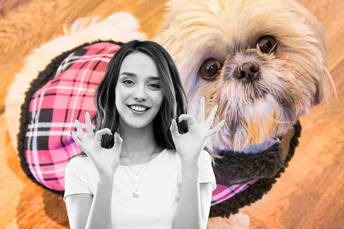 fai un maglione per il tuo cane